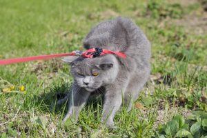 How to train a cat for a walk on a leash: what every owner needs to know.