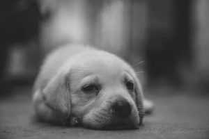 If a dog swallows an inedible object, what should you do in this situation?