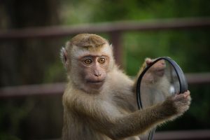 In India, a monkey stole a bag filled with a large sum of money from a motorcycle.