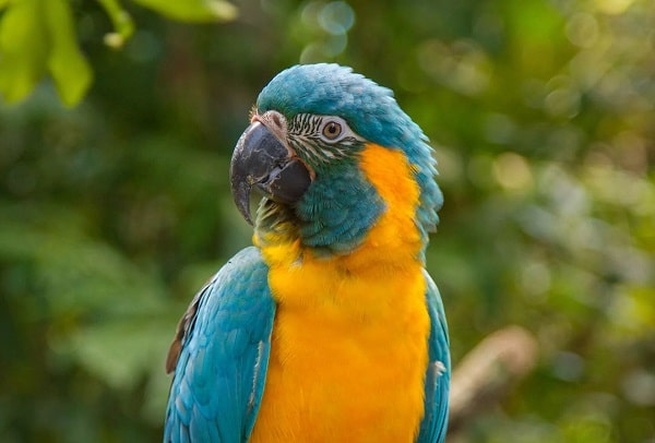 Macaw