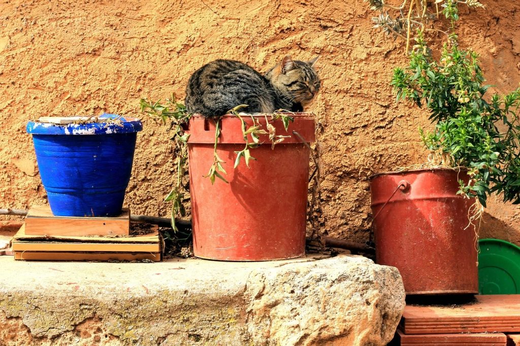 Protecting flower pots from cats: a simple yet effective home method.