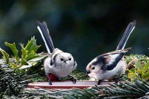 Scientists are astonished by new research: birds also go through divorces and hold grudges.