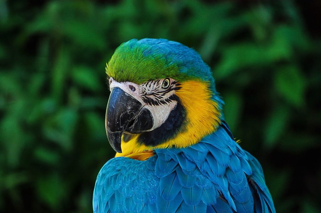 Should you have a clever and strong-willed large parrot as a pet at home?