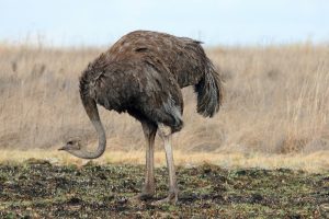 The ostrich entertained safari park visitors with its funny walk.