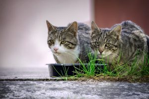 Throw it away and buy a different one: you cannot feed cats from such a bowl — advice from veterinarians.