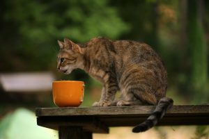 What foods should not be fed to domestic cats to avoid harming their health?