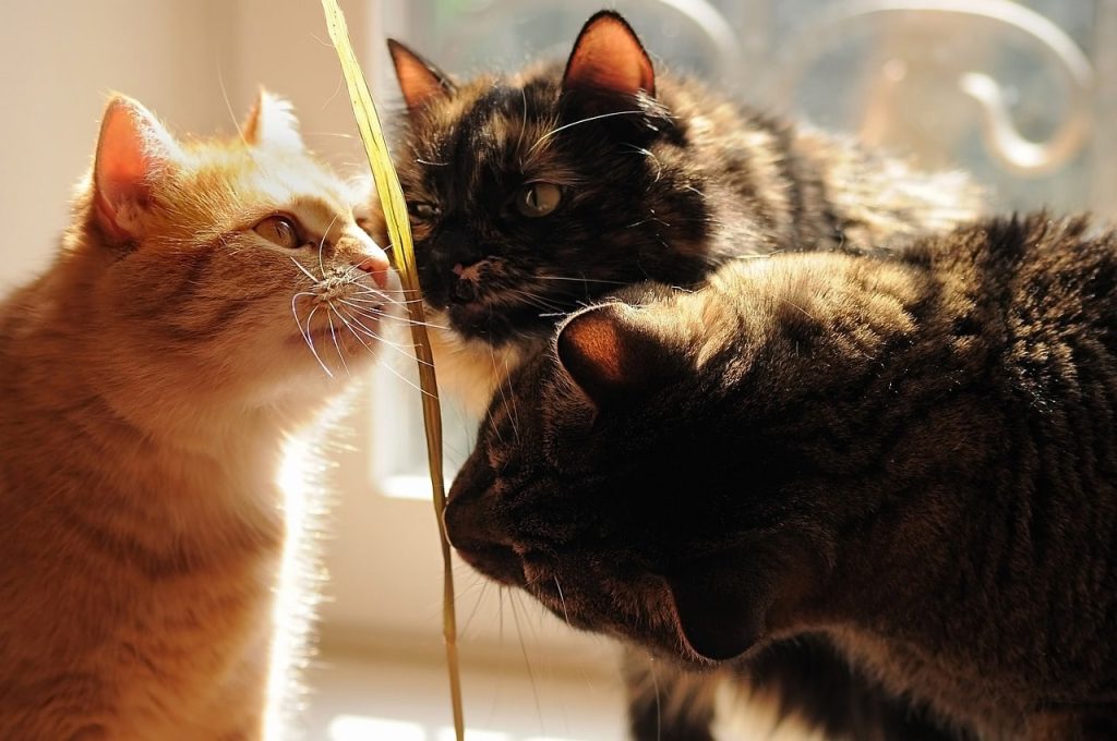 Why do cats sniff with their mouths open - the reasons will surprise you.