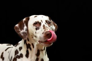 Why Do Dogs Lick Other Dogs’ Private Parts? (Dog Trainer Explains)