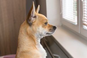 Why Do Dogs Look Out The Window? (9 Reasons)
