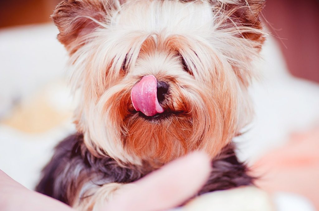 Why Does My Dog Lick Me When We Cuddle? (7 Reasons)