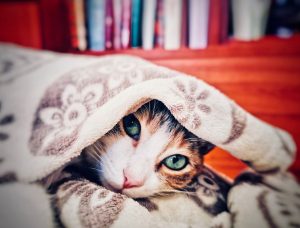 Can Cats Be at Risk of Suffocation Under Blankets?