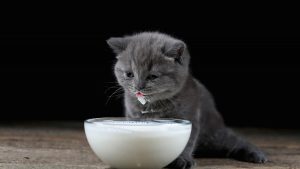 Can Cats Have Oat Milk?