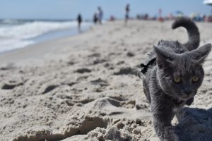 Can My Cat Join Me at the Seashore? Our Top Advice and Techniques.