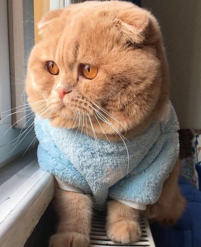 Cat with big cheeks