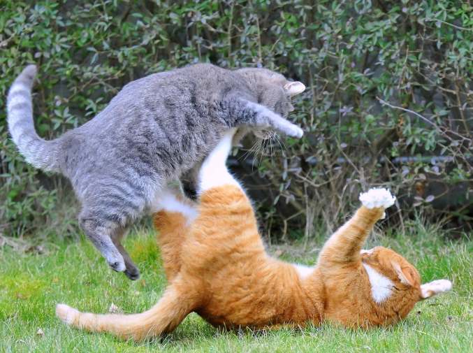 Cats fighting on the street