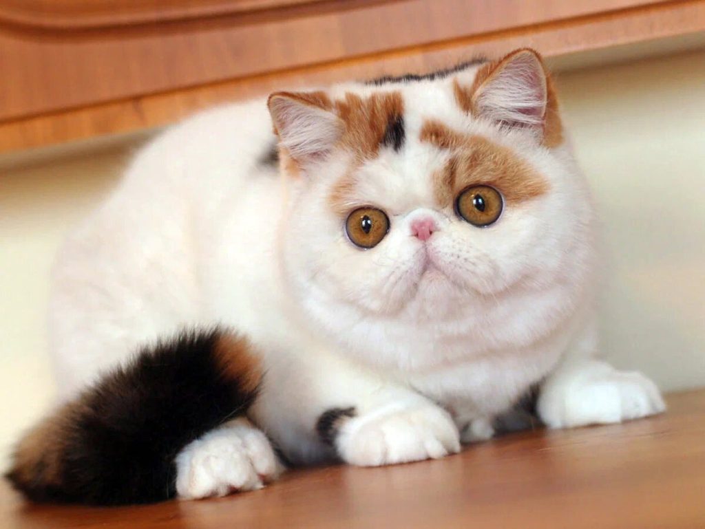 Cats With Plump Cheeks: Instances and Explanations.