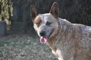 Common Australian Cattle Dog behavior issues (solutions).
