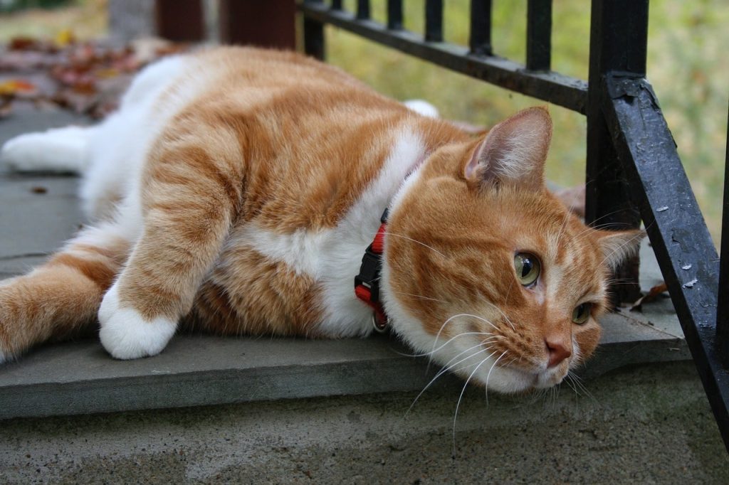 Decoding the Fascination: Why Cats are Drawn to Gentle Slapping.