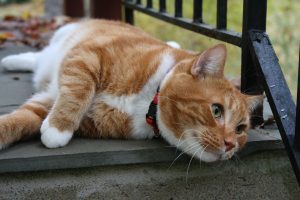 Decoding the Fascination: Why Cats are Drawn to Gentle Slapping.