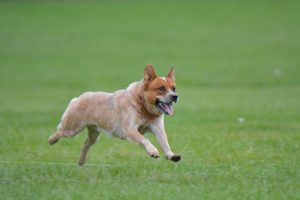 Guide to Australian Cattle Dog exercise – with suggestions.