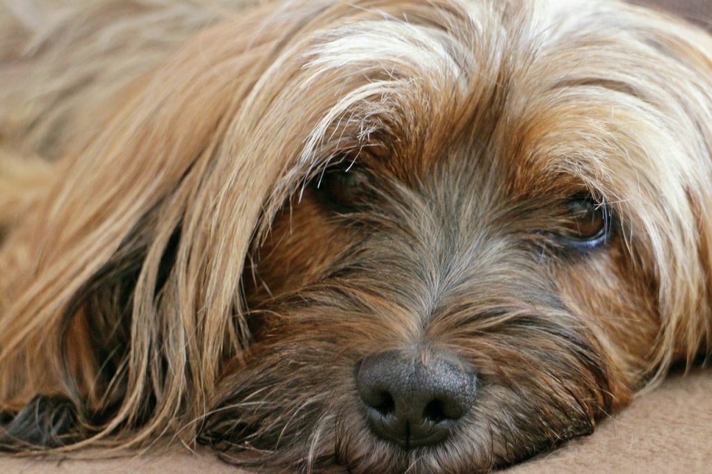 How to understand if your dog has mental problems or stress?