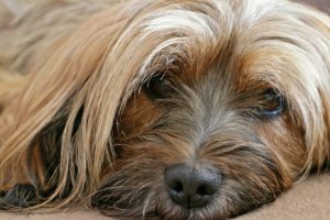 How to understand if your dog has mental problems or stress?