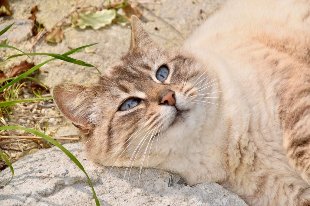 Is It Possible for a Spayed Cat to Produce Milk?