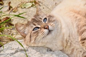 Is It Possible for a Spayed Cat to Produce Milk?