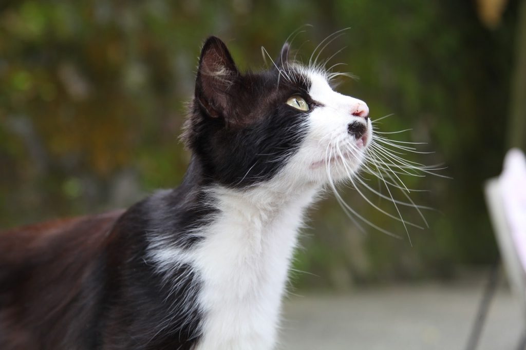 Tuna Water for Cats: Evaluating its Viability [Advantages & Disadvantages].