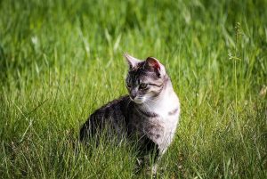 Unveiling the Mystery: 6 Common Reasons Why My Cat Doesn’t Bury Her Feces.