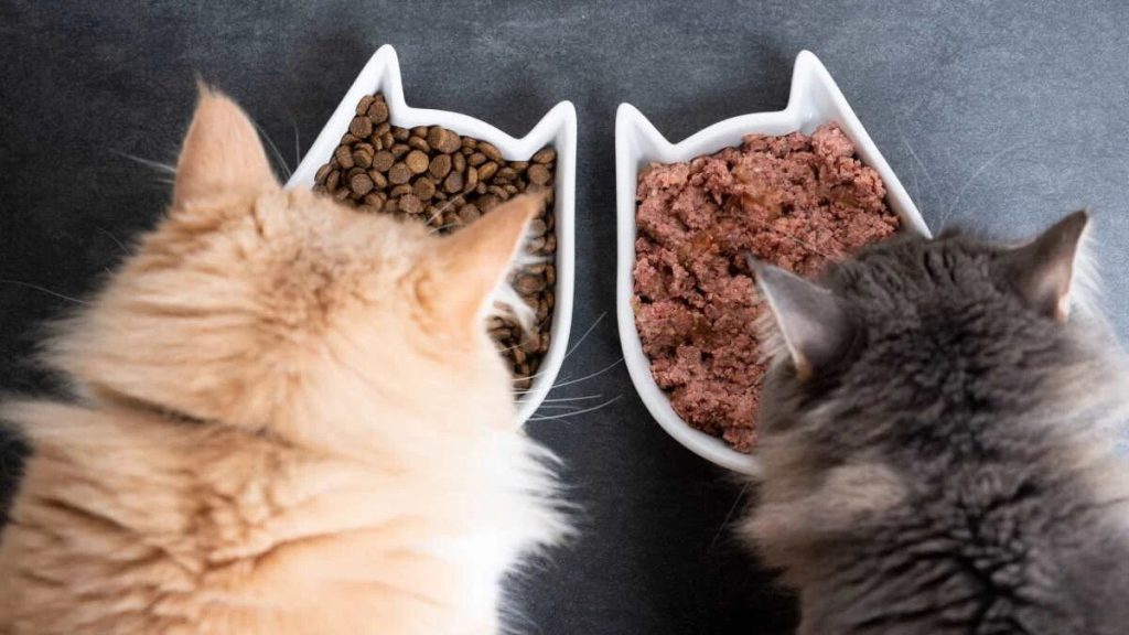 Wet vs. Dry Cat Food: Making the Choice for Your Feline Companion.