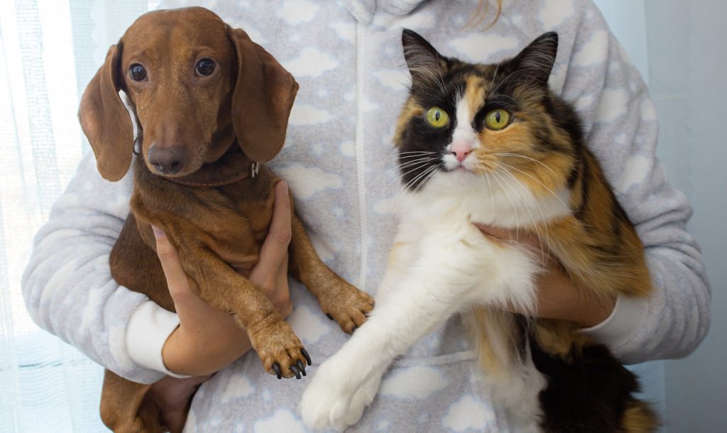 Cancer Treatment Options for Pets: A Comprehensive Guide.