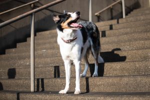 How to Prevent Your Dog from Going Upstairs: Advice from a Veterinary Technician.
