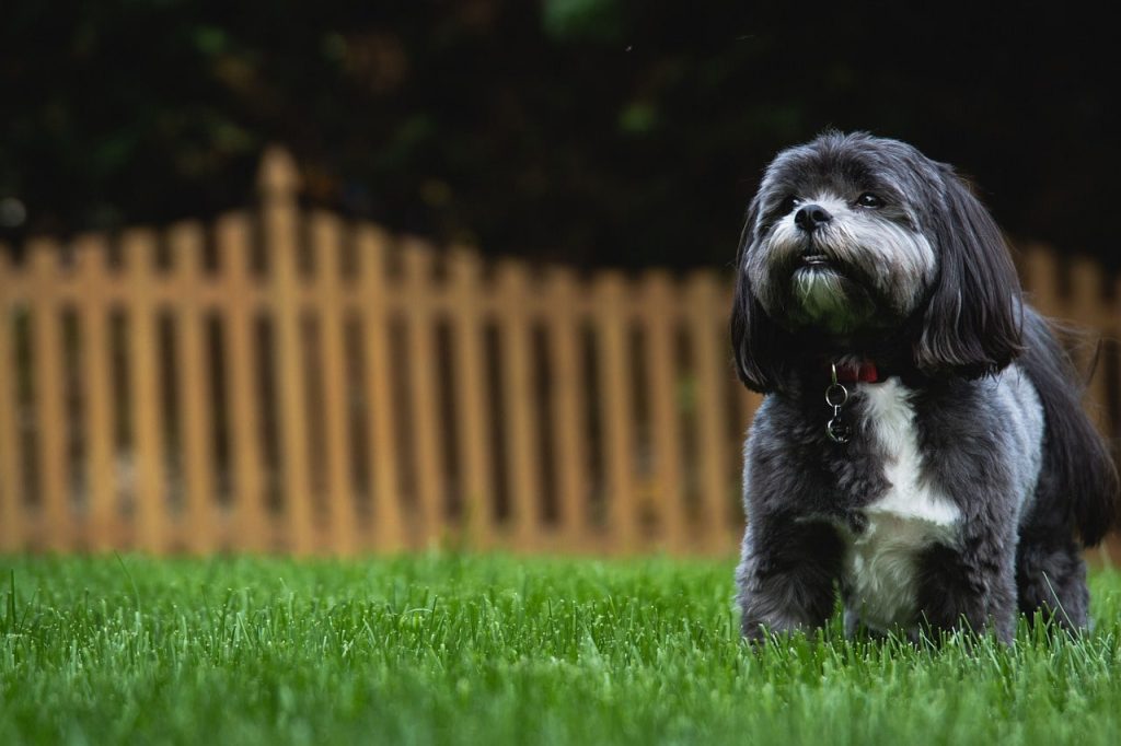 In search of Innovative Dog-Friendly Backyard Ideas.