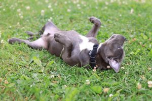 Understanding Why Your Dog Sleeps Belly Up: Insights from a Vet Tech.