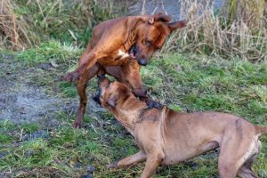 Why Does My Dog Grab Other Dog’s Legs? (Trainer Offers Insights)