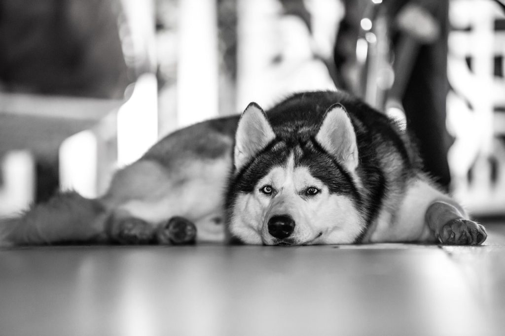 Why Does My Dog Prefer Sleeping Downstairs? (Expert Explanation)