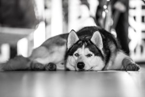 Why Does My Dog Prefer Sleeping Downstairs? (Expert Explanation)