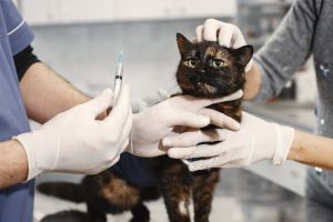 Could Pet Vaccines Be Responsible for Ailments in Our Beloved Pets?