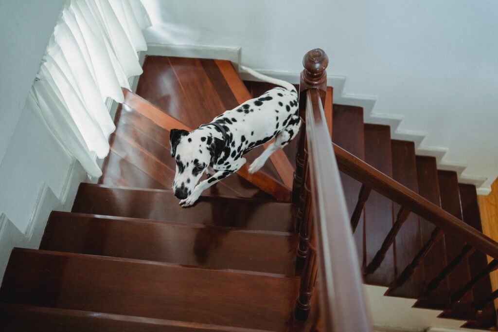 Why Does My Dog Keep Running Upstairs? (Insights from a Veterinary Technician)