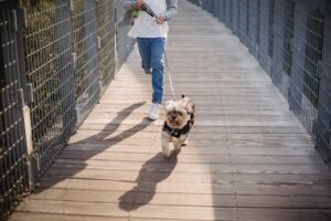 Why Won’t My Dog Walk in Certain Directions? Insights from a Dog Trainer.