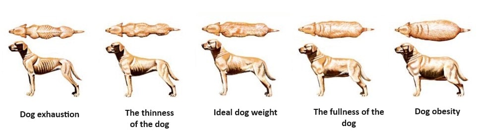 How to determine obesity