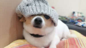 Obesity in dogs: causes, symptoms, treatment.