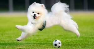 The Impact of Exercise on Your Dog’s Mental Health.