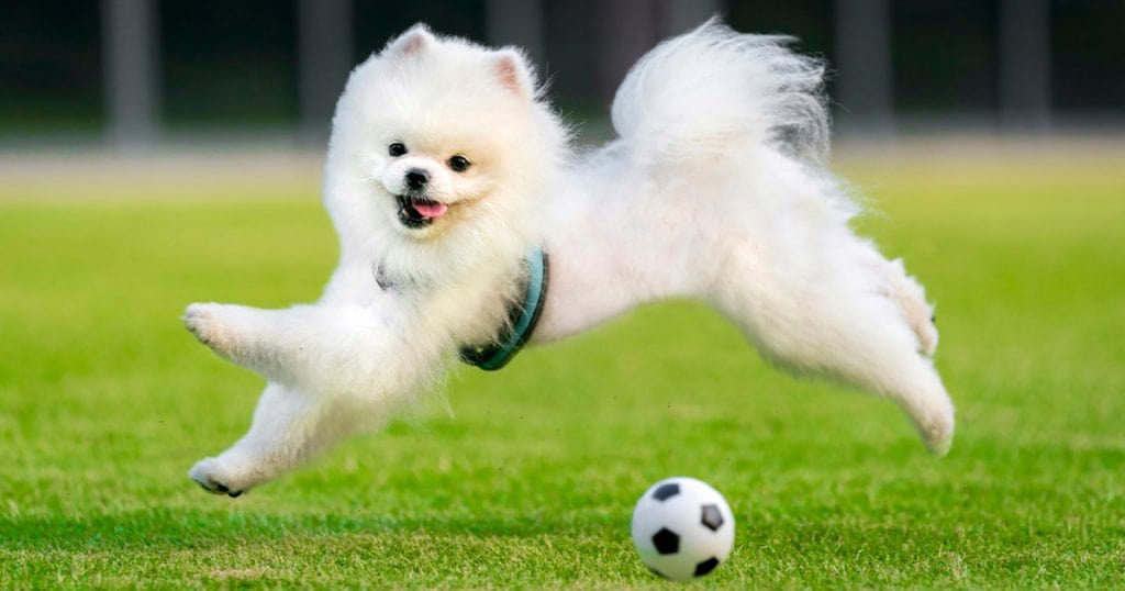 The Impact of Exercise on Your Dog's Mental Health.