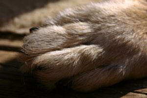 How to Safely Bandage a Dog’s Paw: 9 Veterinarian-Approved Guidelines.