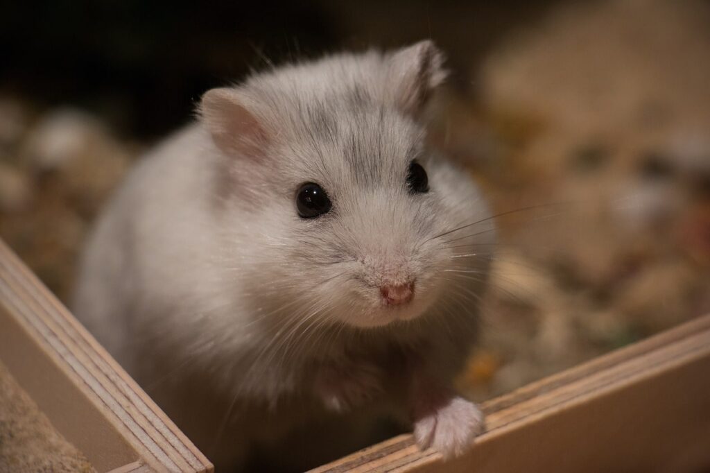 What do hamsters get sick? How do you treat them?