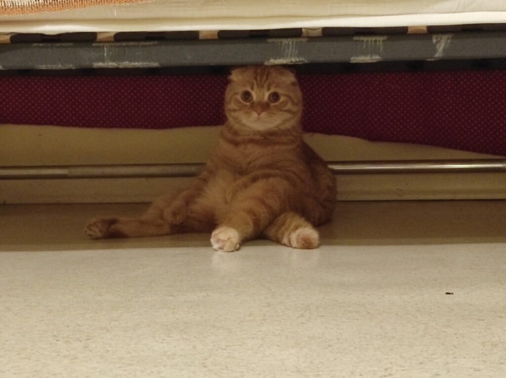 Why Does My Cat Conceal Itself? 3 Probable Explanations (Veterinarian's Response).