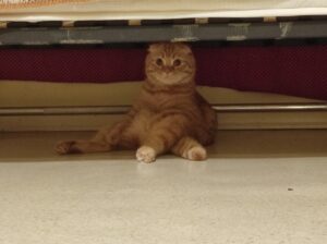 Why Does My Cat Conceal Itself? 3 Probable Explanations (Veterinarian’s Response).