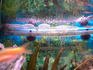 Why is the water in the aquarium foaming? What to do?